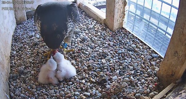 Dwa młode sokoły wykluły się na kominie PGE w Gdyni