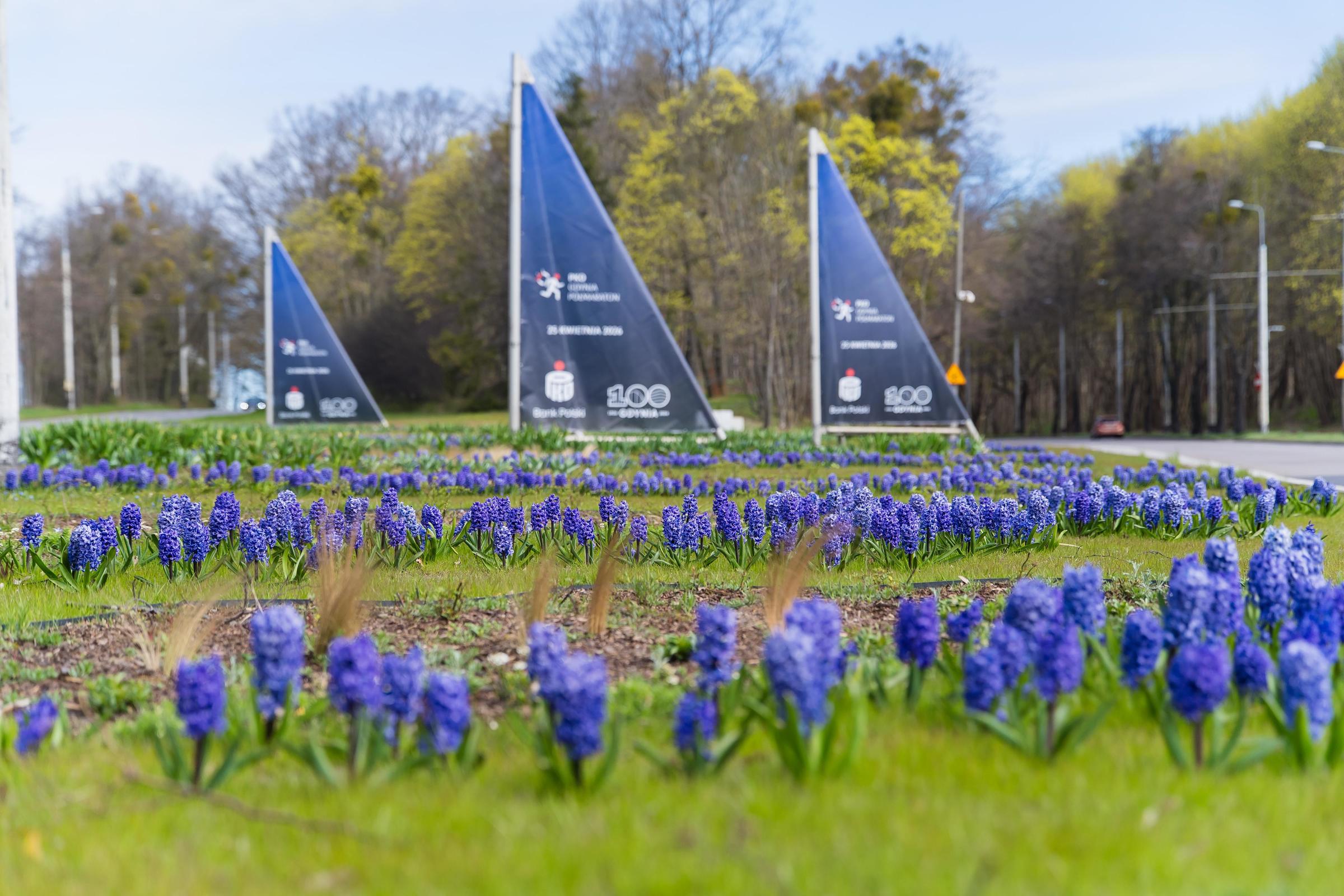 Gdynia rozkwita wiosną. Kwitną drzewa, rabaty i nowe nasadzenia